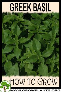 How to grow Greek basil
