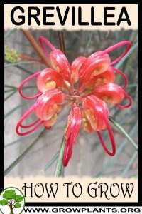 How to grow Grevillea