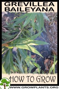 How to grow Grevillea baileyana