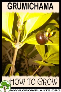 How to grow Grumichama