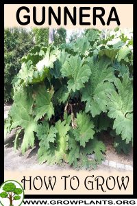 How to grow Gunnera