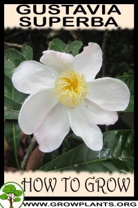 How to grow Gustavia superba