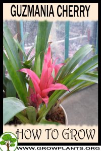 How to grow Guzmania cherry
