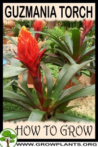 How to grow Guzmania torch