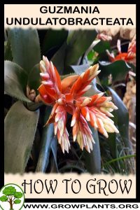 How to grow Guzmania undulatobracteata