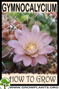 How to grow Gymnocalycium
