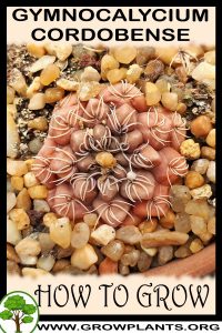 How to grow Gymnocalycium cordobense