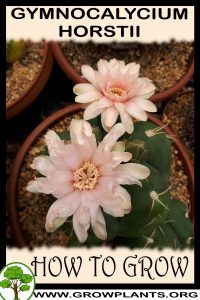 How to grow Gymnocalycium horstii