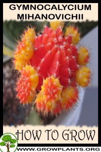 How to grow Gymnocalycium mihanovichii