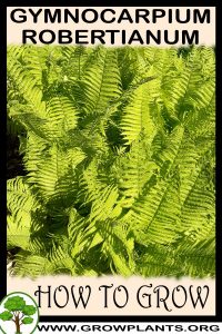 How to grow Gymnocarpium robertianum