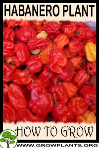 How to grow Habanero