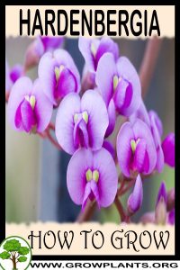 How to grow Hardenbergia