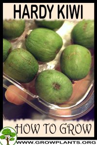 How to grow Hardy kiwi