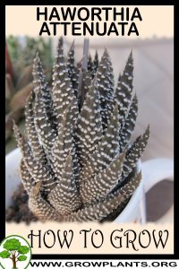 How to grow Haworthia attenuata