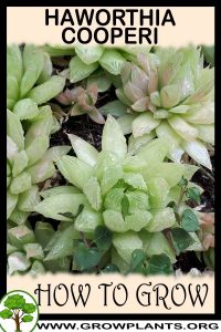 How to grow Haworthia cooperi