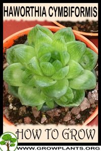 How to grow Haworthia cymbiformis