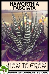 How to grow Haworthia fasciata