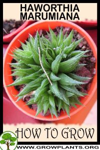 How to grow Haworthia marumiana