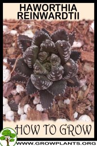How to grow Haworthia reinwardtii