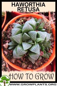 How to grow Haworthia retusa