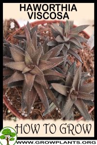 How to grow Haworthia viscosa