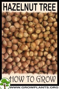 How to grow Hazelnut tree