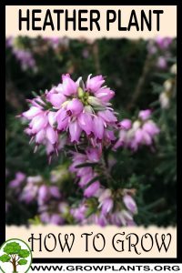 How to grow Heather plant