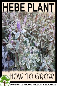 How to grow Hebe plant