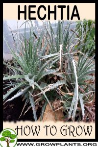 How to grow Hechtia