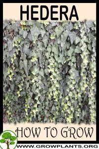 How to grow Hedera