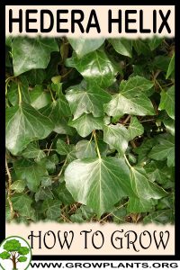 How to grow Hedera helix