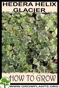 How to grow Hedera helix Glacier