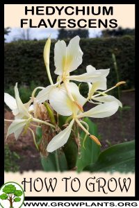 How to grow Hedychium flavescens