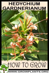 How to grow Hedychium gardnerianum