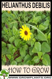 How to grow Helianthus debilis