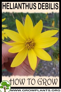 How to grow Helianthus giganteus