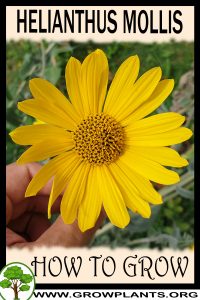 How to grow Helianthus mollis