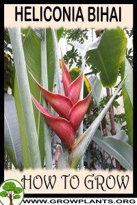 How to grow Heliconia bihai