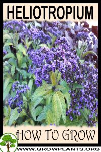 How to grow Heliotropium