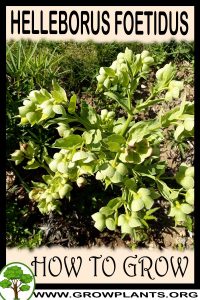 How to grow Helleborus foetidus