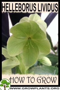 How to grow Helleborus lividus