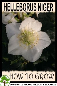 How to grow Helleborus niger