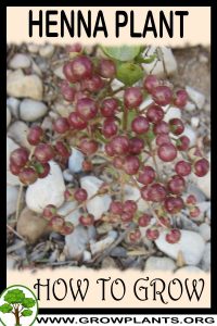 How to grow Henna plant