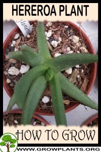 How to grow Hereroa
