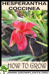 How to grow Hesperantha coccinea