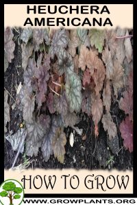 How to grow Heuchera americana