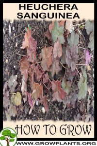 How to grow Heuchera sanguinea