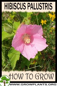 How to grow Hibiscus palustris