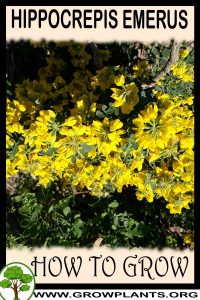 How to grow Hippocrepis emerus