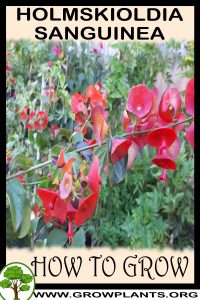 How to grow Holmskioldia sanguinea